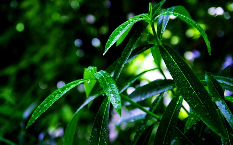 leaves, water, 1080P, leaf, beads, plant, hd, green, drop, bokeh, macro, nature