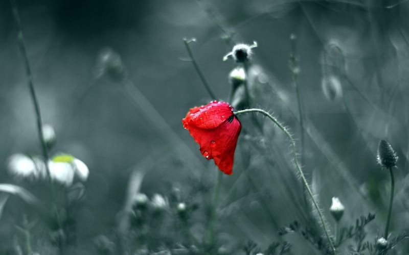 drops, photo, rose, selective, flower, hd, red, nature, 1080P, color, blur, water, macro