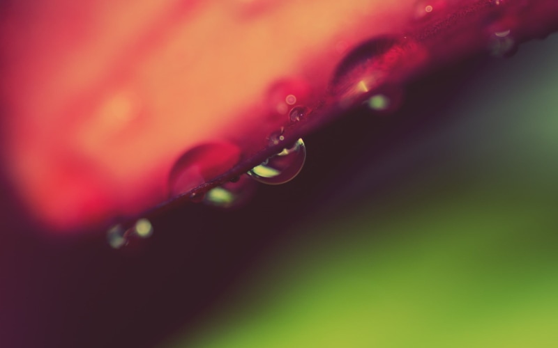 green Color, fragility, vulnerability, plant, springtime, bright, summer, vibrant Color, rain, reflection, abstract, freshness, color Image, plants, extreme close-up