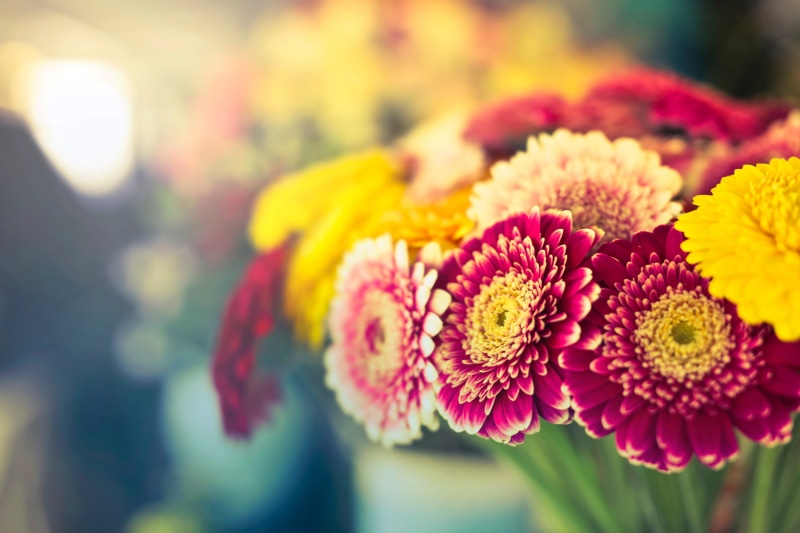 bloom, garden, outdoors, growth, light, sunny, peach, tint, flower head, gardening, background, botanical, freshness, day, beauty in nature, yellow, selective focus