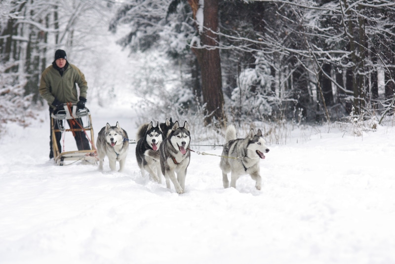 mammal, dogs, riding, man, 4K, pets, sled dogs, woods, daytime, canine, adamczak, vertebrate, one animal, people, green, Siberian Huskies, zip, jacket
