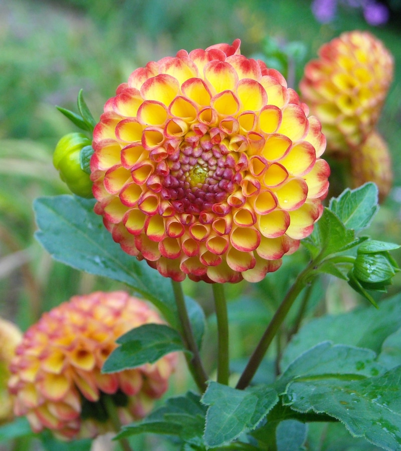 fresh, vulnerability, plant, seasonal, botany, summer, flowering plant, flower, green color, leaf, blossom, yellow, season, flowers, green, delicate, petal
