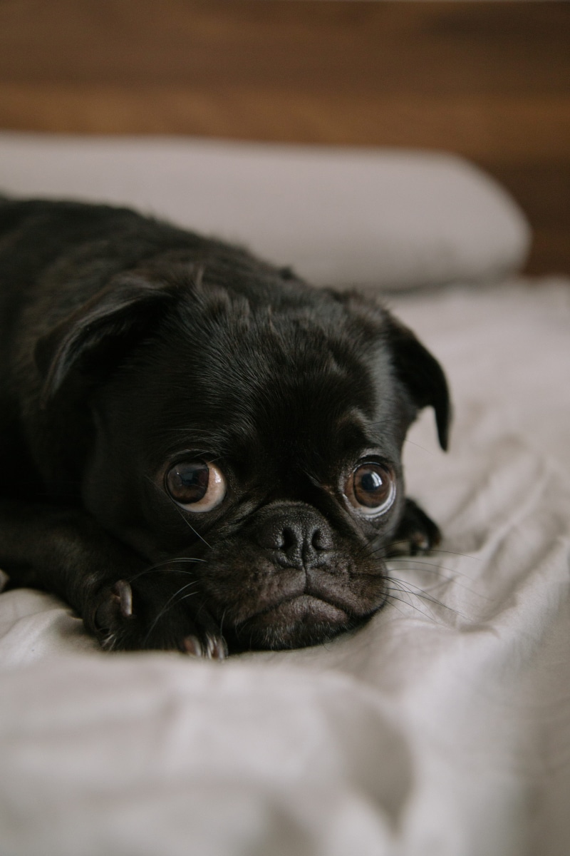 domestic animals, pet, animal, mammal, sleeping, animal themes, puppy, eye, pug, canine, selective focus, 5K, indoors, calm, purebred dog, small, lap dog