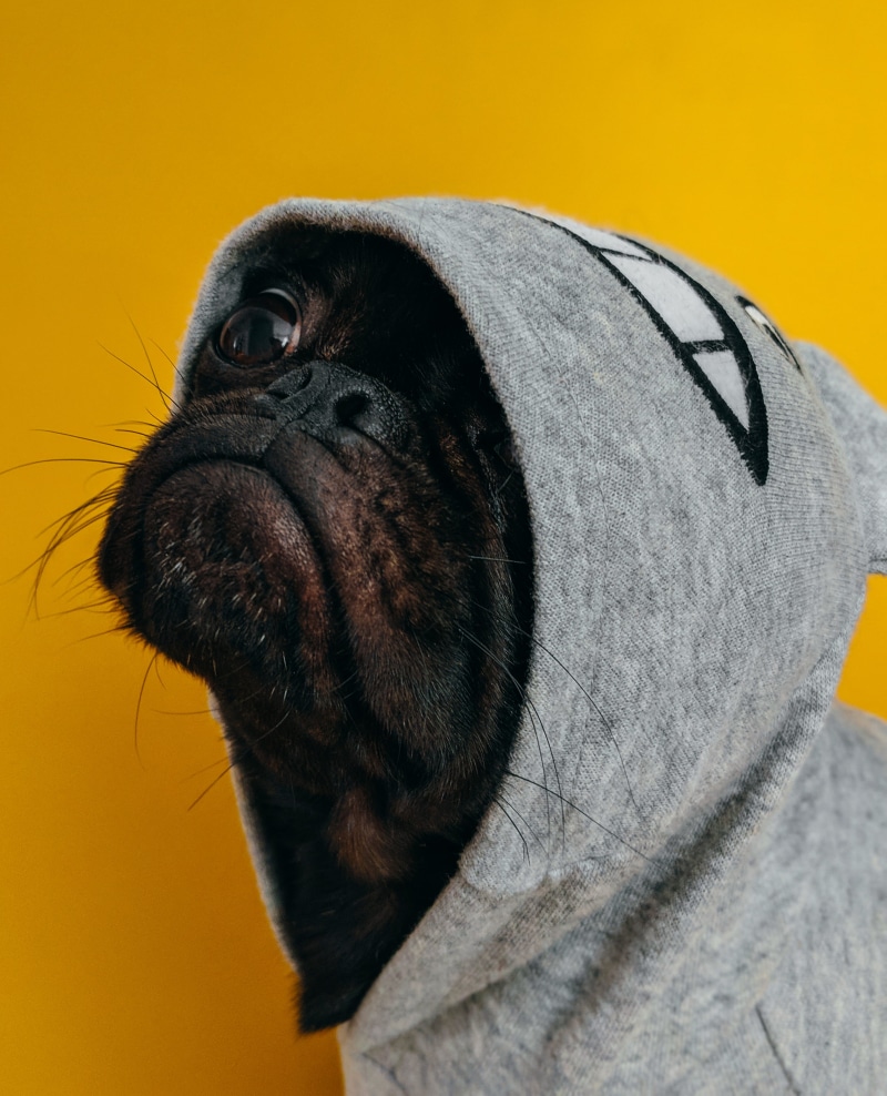 colored background, animal eye, one animal, doggy style, closeup, pets, style, grey, profile view, pug, animal body part, doggy, hoodie, animal, mammal