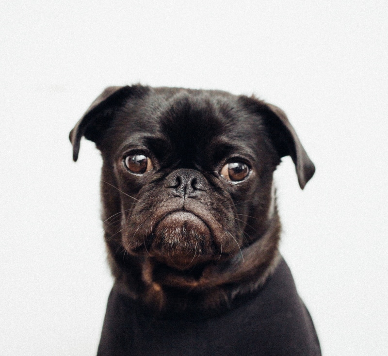 small, doggy, white, domestic Animals, background, cute, animal, no People, close-up, sad, unhappy, purebred Dog, studio Shot, canine, mammal, avatar, pets