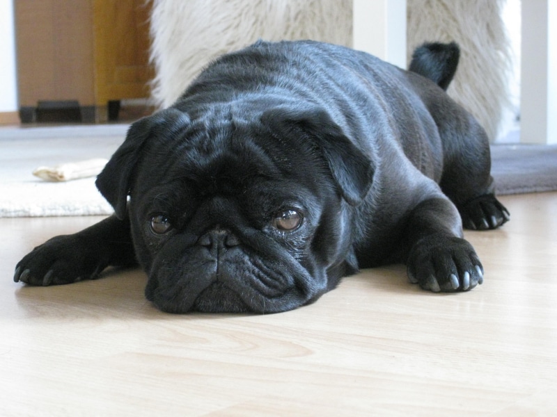 vertebrate, 2K, pet, portrait, domestic, lying, mammal, tired, animal, adult, lying down, animal head, small, animal themes, close-up, dog, pug, ground