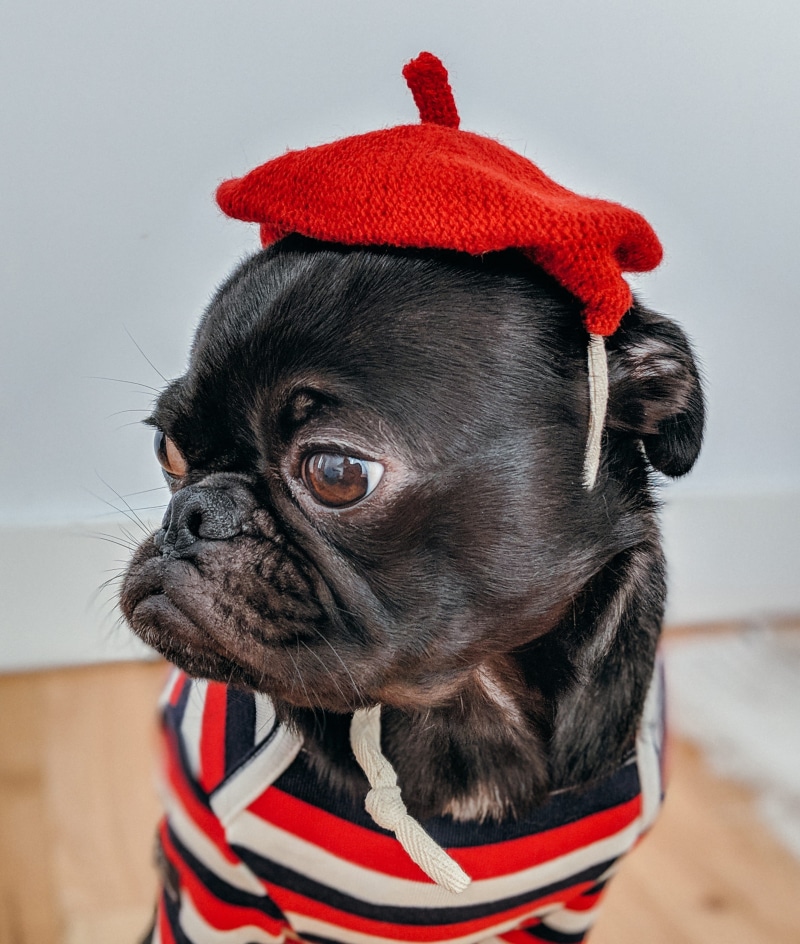 cute, animal, black, pug, animal head, domestic animals, puppy, shallow, pup, closeup, photo, dress up, clothing, pets, grumpy, humour, dog, domestic, frenchie