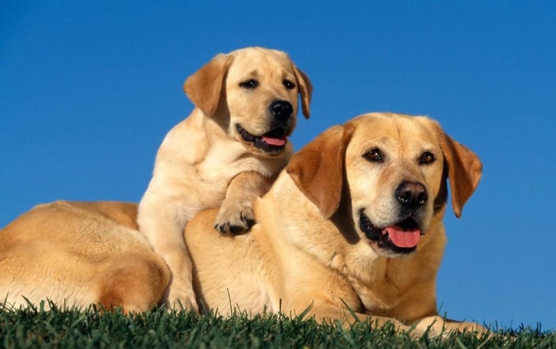 animal head, 720P, plant, canine, dog, couple, sitting, labrador Retriever, friendship, golden Retriever, dogs, labradors, gold Colored, yellow, animal family