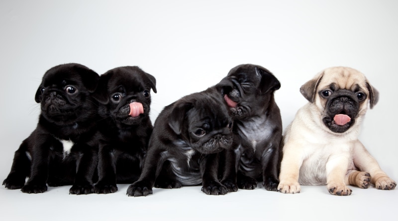 cute, pugs, 2K, puppies, pug, one, black, fawn, four