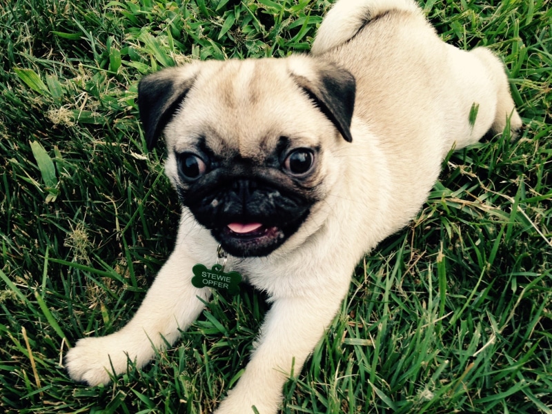 looking at camera, small, lap dog, little, pup, lying down, nature, puppy, grass, high angle view, fawn, domestic, pets, doggy, pedigree, portrait, young