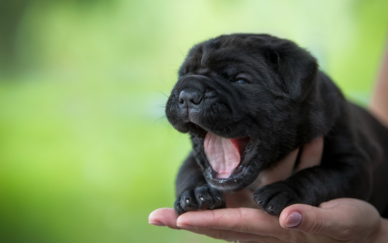 Yawning, Cute, Dog, Black, 2K, Puppy, Hand