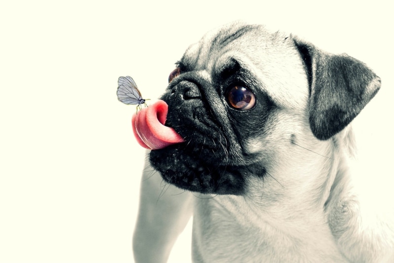 bulldog, fun, studio Shot, human Face, cute, butterfly, domestic, vertebrate, no people, fawn, adult, animal Tongue, mammal, puppy, purebred Dog, animal
