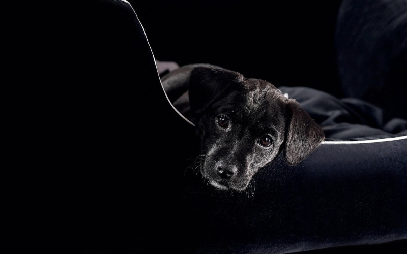 close-up, relaxation, mixed-Breed Dog, 1080P, looking, retriever, indoors, baby, dog, looking at camera, purebred Dog, dogs, one Animal, lying Down, black Background
