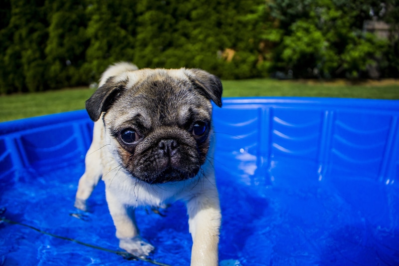 pet, outdoor, fun, pug puppy, pets, pooch, water, swimming Pool, vertebrate, swimming, summer, canine, nature, domestic, looking at camera, cute, pup, day