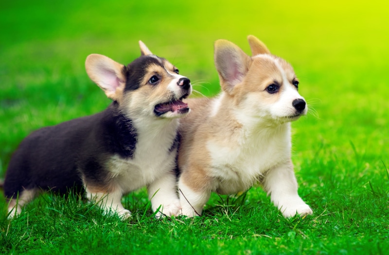 Pets, border collie, domestic animals, domestic, gray, Corgi, Colors, Puppy, Outdoor, Pups, Cute, Summer, one animal, Puppies, 2K, canine, animal themes