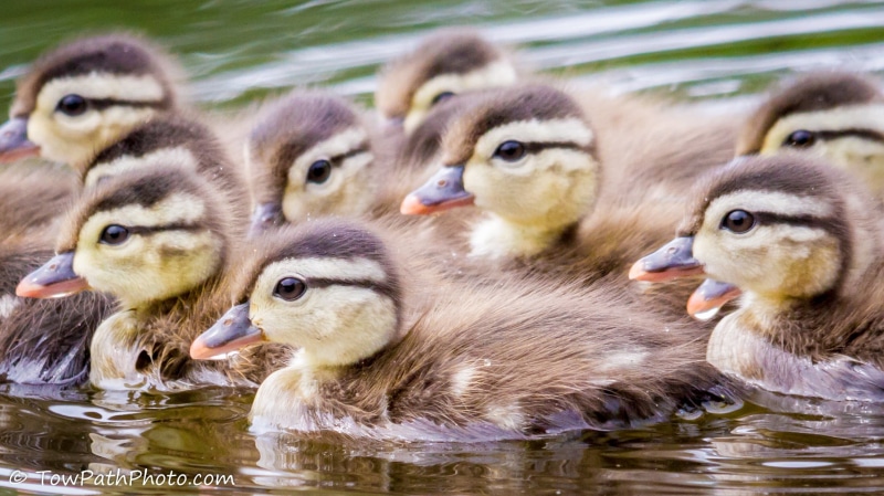 brown, wood, duck, 1080P, cute, duckling, bird, nature, animal, young Animal, beige, ducklings