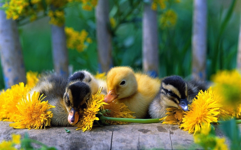 1080P, Duck, Cute, Yellow, Little, Daisy