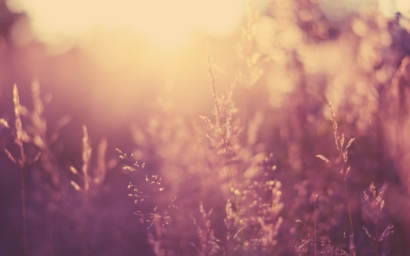 black, sunset, outdoors, close-up, springtime, 1080P, backgrounds, flowering plant, brightly lit, plant, field, summer, land, beauty in nature, photography