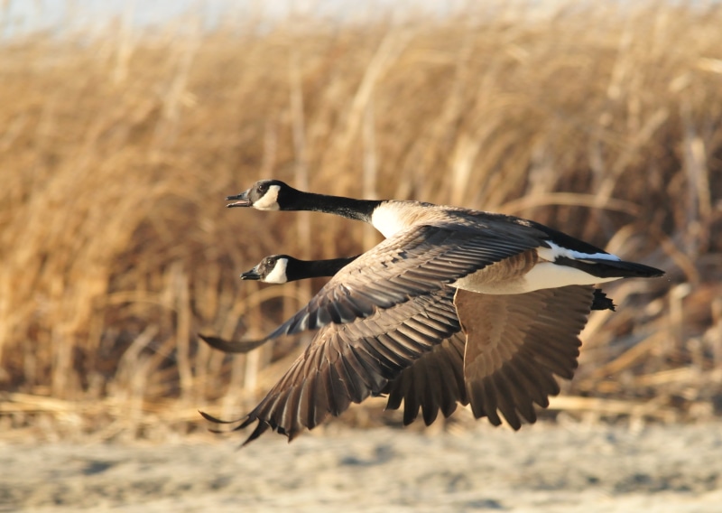 NWR, feather, across, two, nature, animal Wing, Nature  Conservation, 2K, Wildlife, daytime, duck, field, animal, animals In The Wild, canada, geese, Migratory Bird