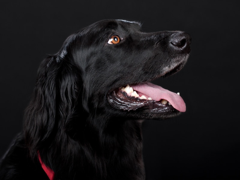 hairstyle, photography, pet, retriever, looking away, looking, canine, studio shot, labrador retriever, animal head, hovawart, hundeportrait, black, domestic
