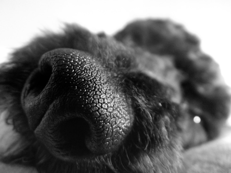 animal Head, purebred Dog, nose, dog, photography, animal, pets, 4K, black Color, shallow, focus, mammal, texture, canine, black And White, shallow focus