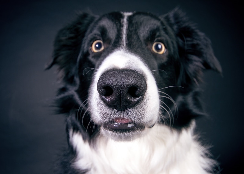2K, animal, black background, animal head, black color, nose, datailaufnahme, no people, purebred dog, head, whisker, studio shot, close-up, animal body part