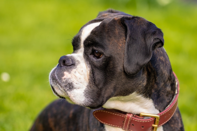 boxer dog, domestic animals, animal, closeup, dog, boxer, looking away, collar, pet, close-up, animal body part, animal portrait, dog look, outdoors, face