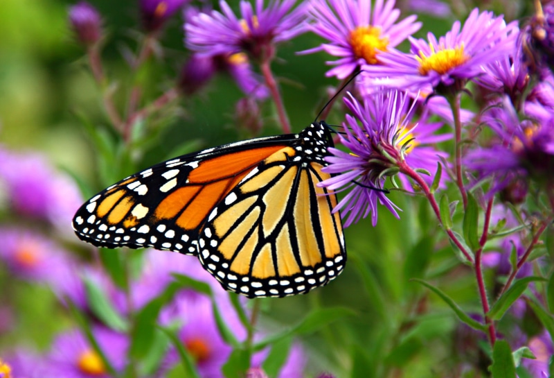 shallow focus, nature, focus, flower, butterfly, beauty In Nature, insect, flowers, white, shallow, monarch  butterfly, animal, yellow, summer, butterfly - Insect