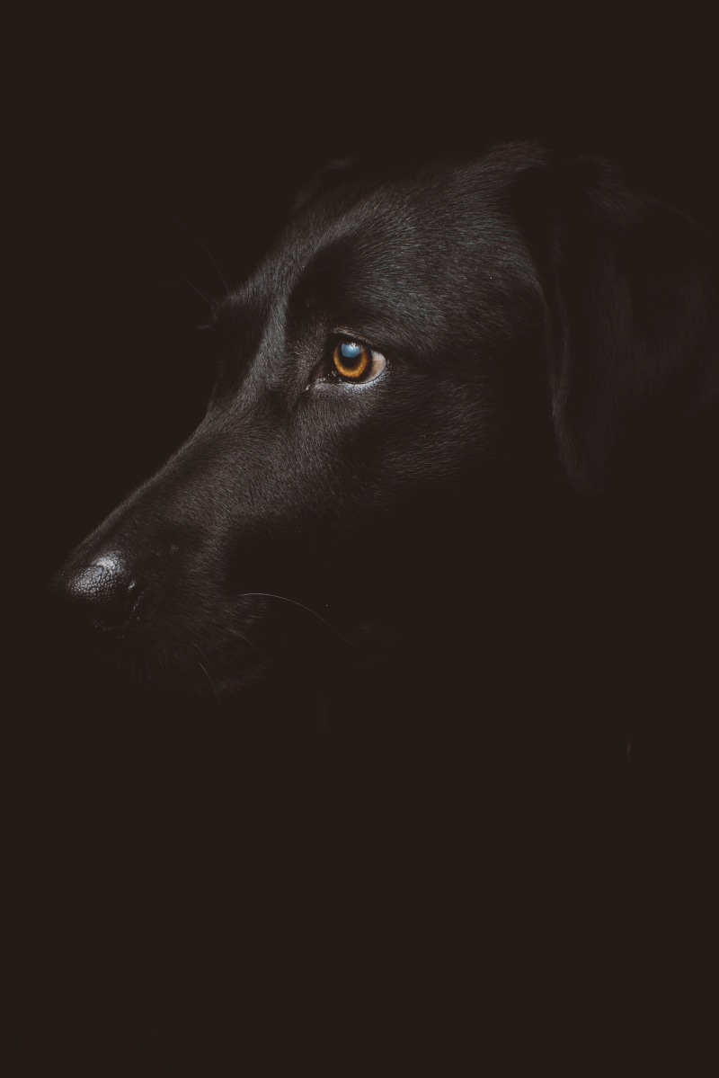 canine, night, close-up, looking away, domestic, dark, photo, animal themes, mammal, labrador, animal eye, one animal, 5K, black color, retriever, animal body part