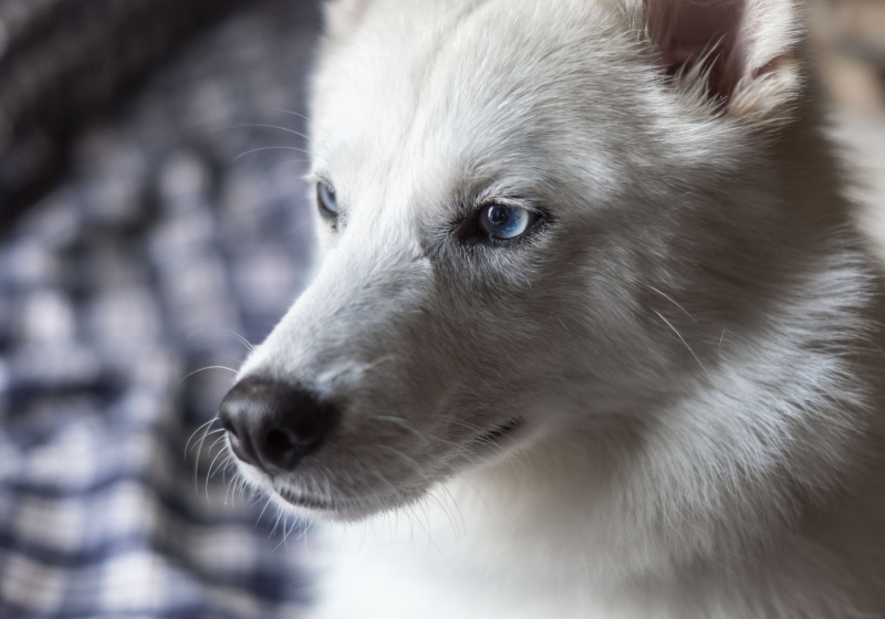 canine, mammal, dog adoption, pets, shallow, one animal, profile view, animal head, white dog, photography, innocence, whisker, contemplation, animal eye