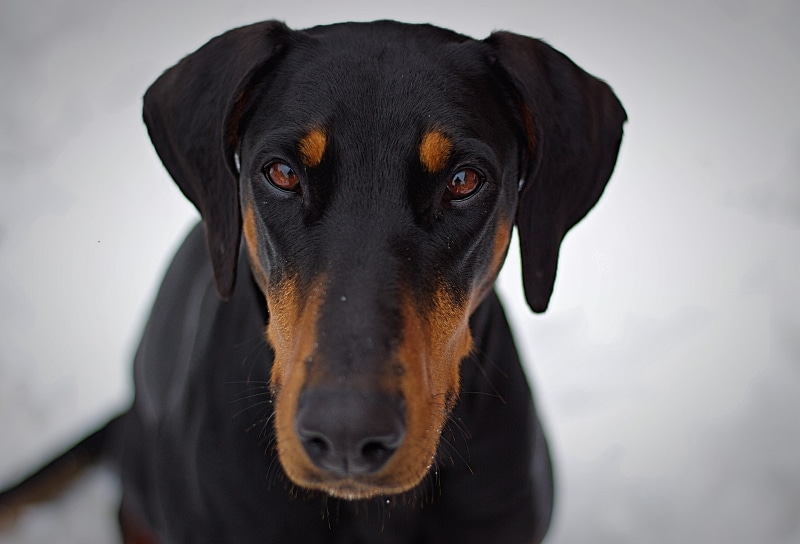 black color, dachshund, hairstyle, canine, adorable, closeup, 4K, indoors, animal, portrait, pet, purebred dog, animal body part, pets, nose, cute, snout