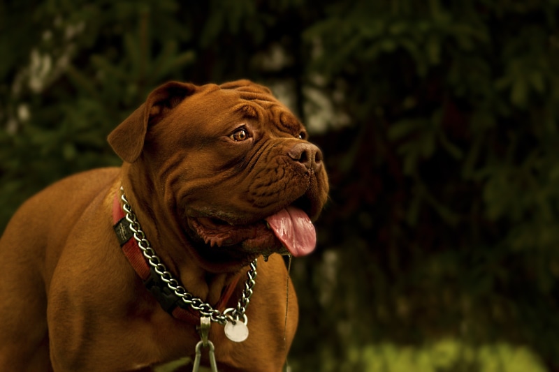 animal body part, view, de, dogue, brown, cute, puppy, vertebrate, nature, mastiffs, breed, animal tongue, no people, adorable, summer, mammal, 2K, looking