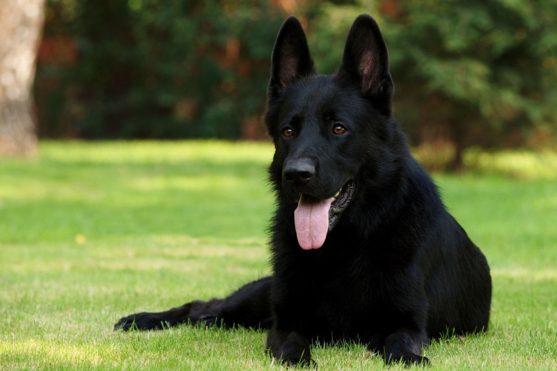domestic, domestic Animals, animal head, pets, german Shepherd, summer, animal themes, looking, sitting, no People, black shepherd, vertebrate, friendship