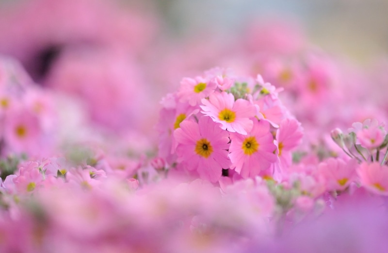 full screen, outdoors, grass, cosmos Flower, field, freshness, flower arrangement, beauty, pink, petal, color Image, fullscreen, pink Color, close-up, beauty In Nature