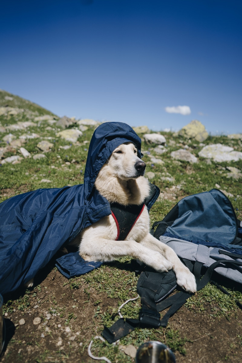 apparel, pet owner, hood, coated, domestic animals, hoodie, dog, human, coat, shoe, jacket, leisure activity, sweatshirt, nature, vertebrate, sweater, sitting