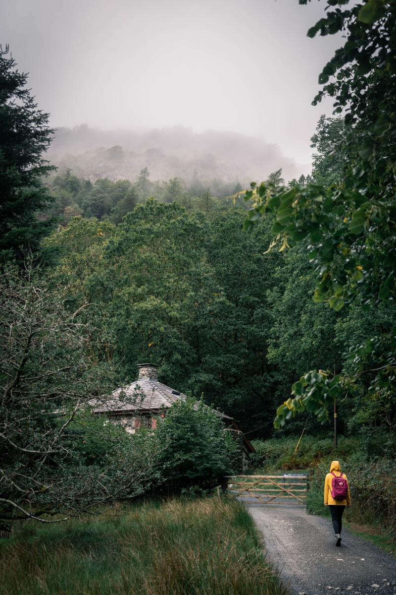 backpack, trees, lifestyles, walking, path, rear view, day, scenics - nature, trip, outdoors, gravel, mountain hiking, 5K, leisure activity, green color