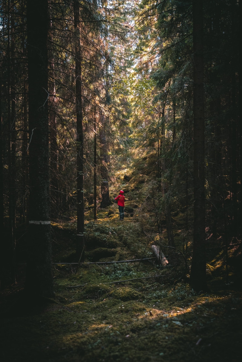 males, footpath, nature, pine, healthy Lifestyle, men, standing, motion, wanderlust, dark, adventure, people, explore, hiking, outdoor, one Person, adult