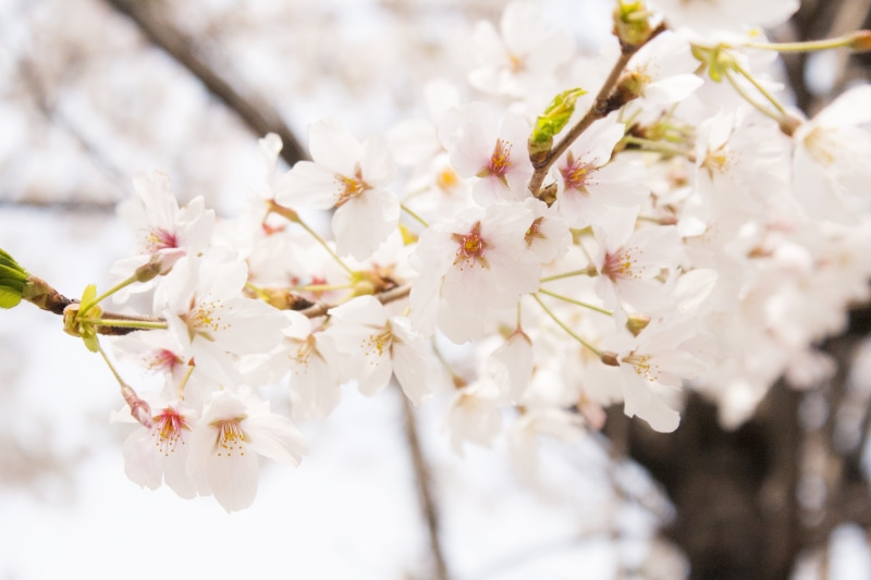 bunch of flowers, eggplant, nature, namsan, fruit tree, plant, blossom, plants, day, cute, branch, republic of korea, springtime, outdoors, outdoor, flowering plant