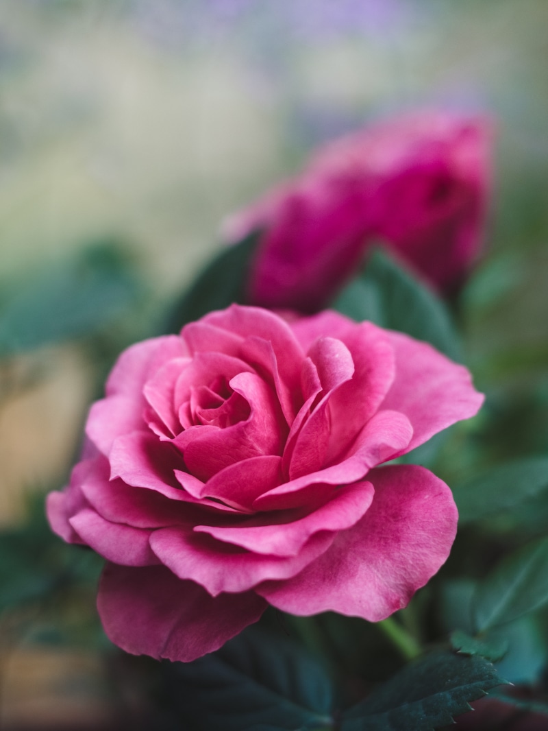 romantic, vulnerability, day, growth, flower, romance, outdoors, rose, flower head, rose, 4K, garden, petal, nature, blossom, mothers day