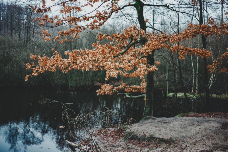 tranquil scene, refleciton, beauty in nature, autumn, plant, blossom, flora, tranquility, blue, 5K, leafed, nature, rock, outdoors, tree, day, larch, lake