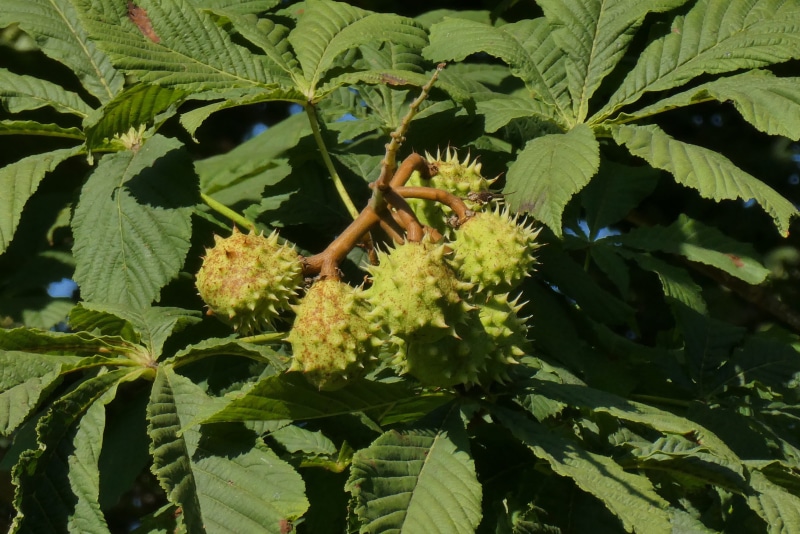 day, flowering plant, no people, healthy eating, freshness, sheet, green color, plant, leaf, food and drink, chestnut tree, unripe chestnuts, sunlight