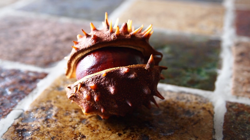brown, food, day, room, chestnut, close-up, 4K, no people, table, shiny, chestnuts, selective focus, animals in the wild, exposure, fruit, single object