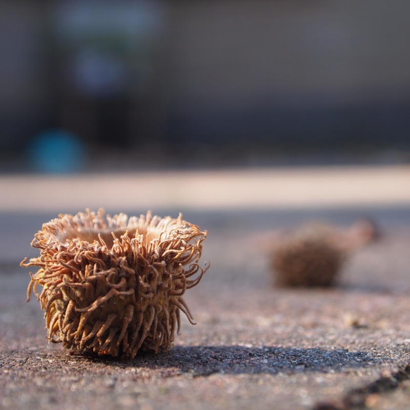 sea, pavement, dry, fall colors, selective focus, wood - material, focus on foreground, textured, 2K, outdoors, acorn, fall, pine cone, surface level