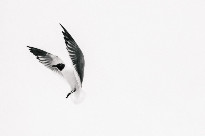 wildlife, monochrome, Gone, black, 2K, dark  white, blackandwhite, flying, nature, flight, black and white, symbol, Wind, white, taking, animal, taking flight