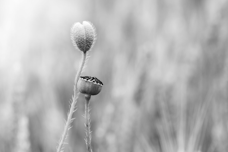 summer, Black and White, Il est là, BandW, close-up, nature, 4K, le bonheur, beauty In Nature, plant, poppies, photo, grayscale, Macro, Flower, Mondays