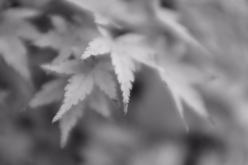 grayscale, photography, leaf, Maple, outdoors, Fuji, trees, 1080P, autumn, BandW, plant, cannabis, season, nature, close-up, black and White
