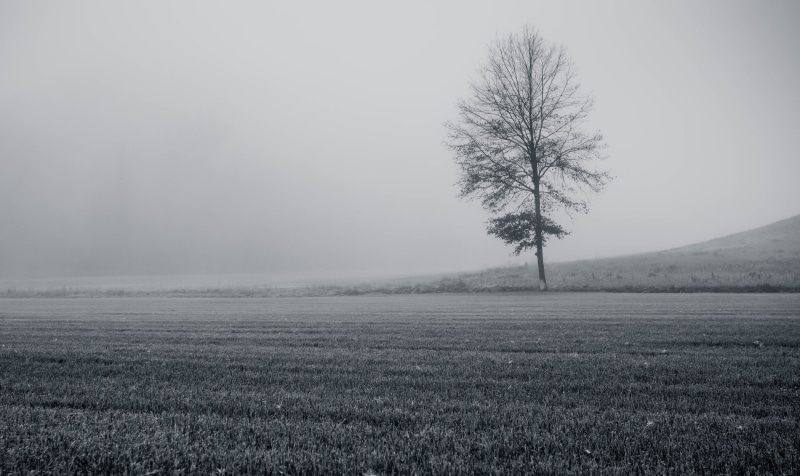 fog, rural Scene, EOS 5d Mark III, winter, landscape, BandW, tree, forest, outdoors, bare, Silver, 40mm, Outlier, grass, USM, surrounded, 5K, 4L, grayscale