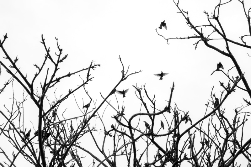 vertebrate, tranquility, bird, bandw, low angle view, clear sky, perching, minimal, plant, scenery, day, growth, 4K, branch, beautiful, monochrome, sky