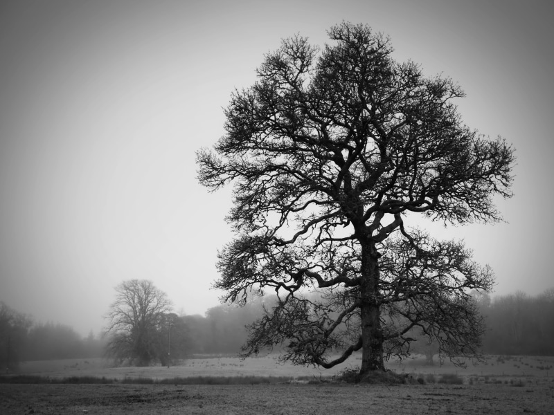 Gimp, grayscale, oak  tree, nature, landscape, outdoors, branch, monotone, olympus  e-5, 4K, BandW, ED, UFRaw, black sand, black And White, photo, tree
