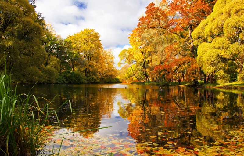saint, autumn, 2K, Saint Petersburg, Pond, petersburg, River, Park, Russia